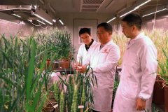 中国科学家给小麦拍出了“基因证件照”！