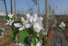 如何防范苹果花期冻害风险？权威报告来了